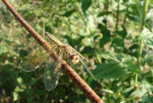 Réf. 201 131 : Palpopleura sexmaculata